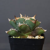 【DRAGON AGAVE】アガベ 清櫻  EC15