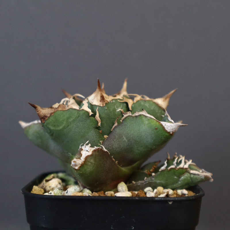 【DRAGON AGAVE】アガベ 清櫻  EC15