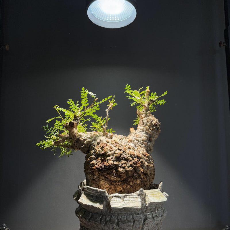 【BARREL】HADES LED 45W  植物育成用照明　HA-125-45W
