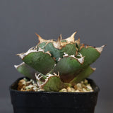 【DRAGON AGAVE】アガベ 清櫻  EC15