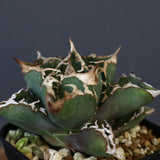 【DRAGON AGAVE】アガベ 清櫻  EC15
