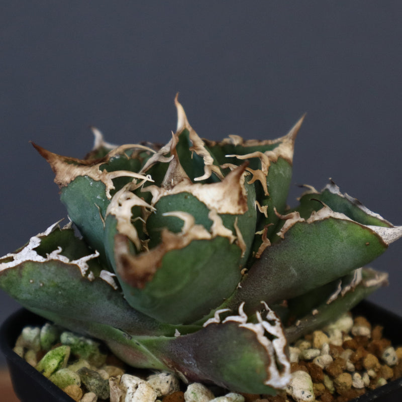 【DRAGON AGAVE】アガベ 清櫻  EC15