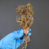 【ベアルート 】O.ユーフォルビオイデス 1