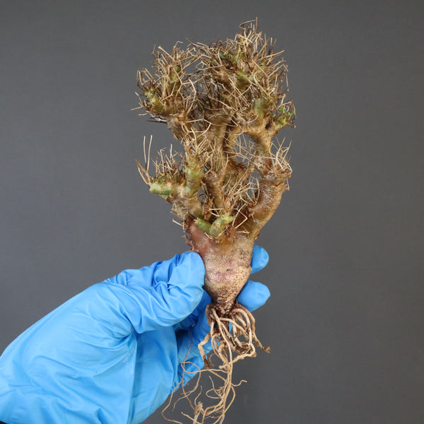 【ベアルート 】O.ユーフォルビオイデス 1