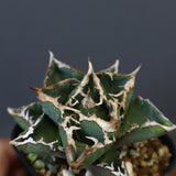 【DRAGON AGAVE】アガベ 清櫻  EC15