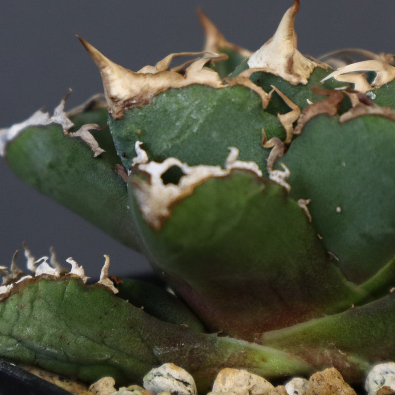 【DRAGON AGAVE】アガベ 清櫻  EC15