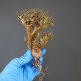 【ベアルート 】O.ユーフォルビオイデス 1