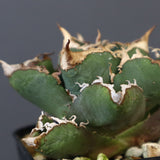 【DRAGON AGAVE】アガベ 清櫻  EC15