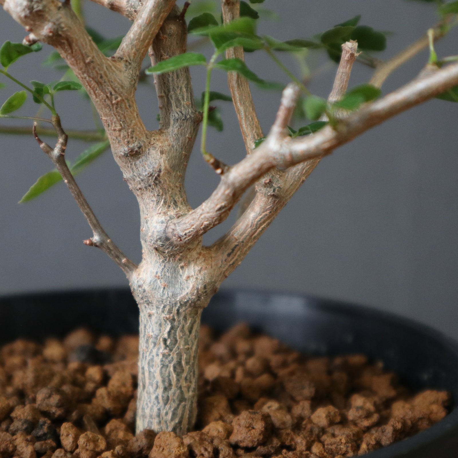 C.シヌアタ（実生） EC2573 – TaiShoDo ONLINE SHOP