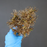 【ベアルート 】O.ユーフォルビオイデス 1