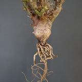 【ベアルート 】O.ユーフォルビオイデス 1