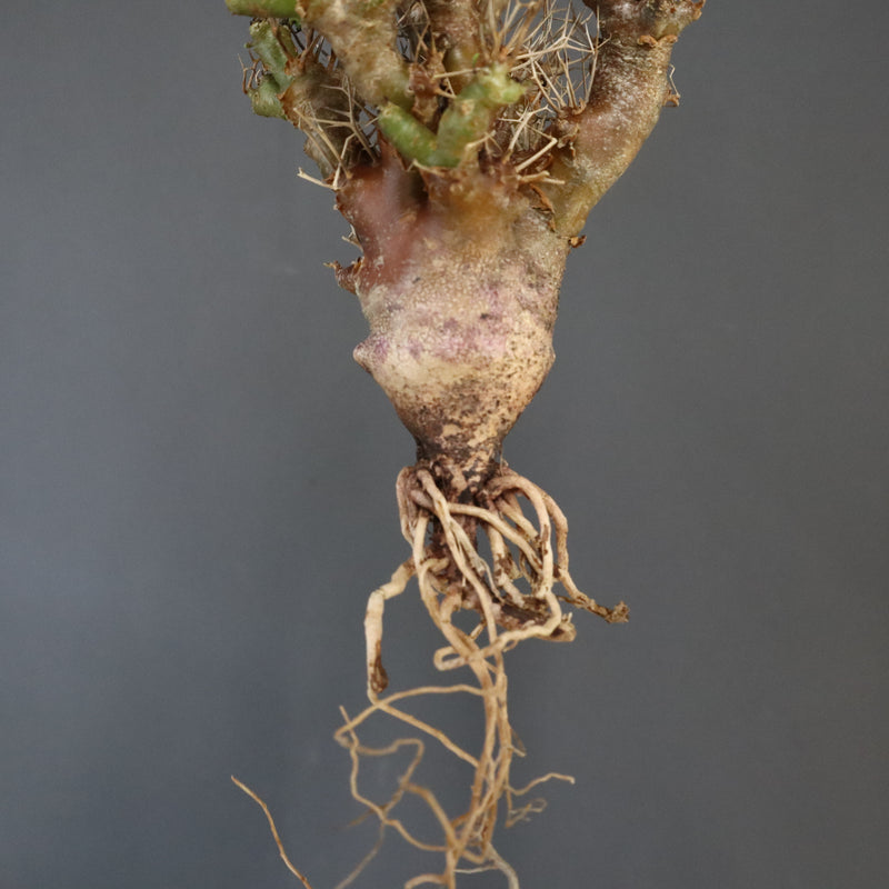 【ベアルート 】O.ユーフォルビオイデス 1