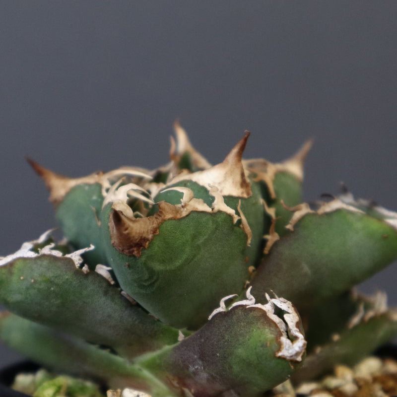 【DRAGON AGAVE】アガベ 清櫻  EC15