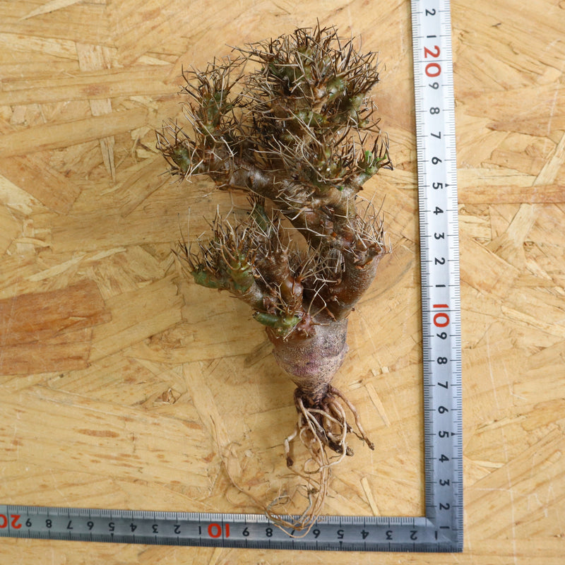 【ベアルート 】O.ユーフォルビオイデス 1