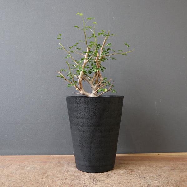 TaiShoDo ONLINE SHOP 塊根植物 多肉植物通販
