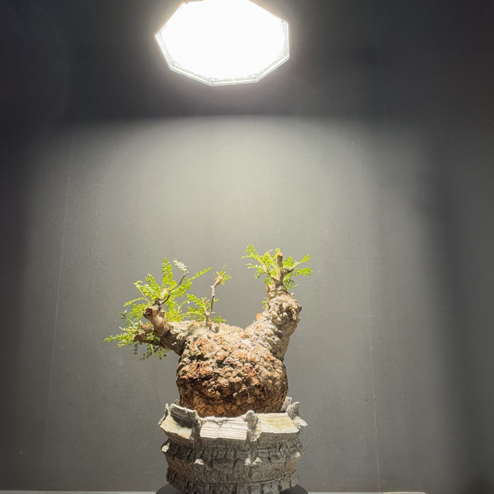 ROKI-Octagon-50W LED照明 八角形 楽天市場】ROKI OCTAGON 50W【BARREL】八角形・面発光タイプの