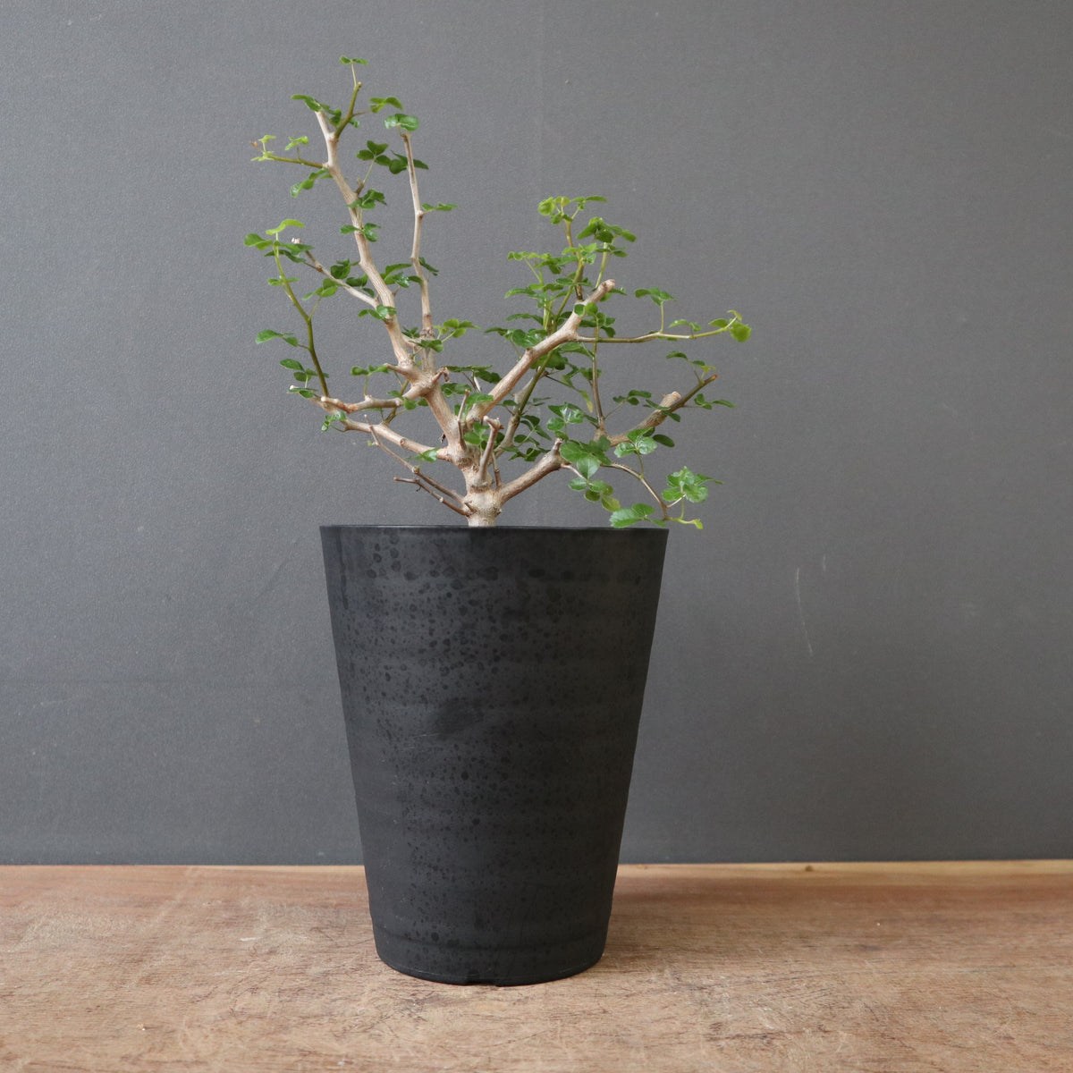 【新品】①YTYF 鉢 W12cm ×H6.7cmマレーシア塊根植物 多肉植物・特別な鉢の販売 | トーキー | TOKY