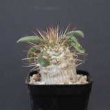 P.ナマクアナム(実生) 52