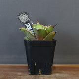 【DRAGON AGAVE】アガベ 白犀牛  EC17