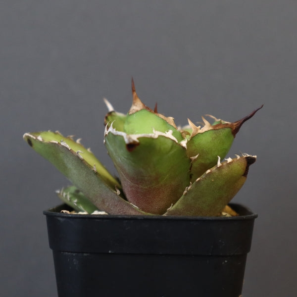 【DRAGON AGAVE】アガベ 白犀牛  EC17