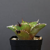【DRAGON AGAVE】アガベ 白犀牛  EC17