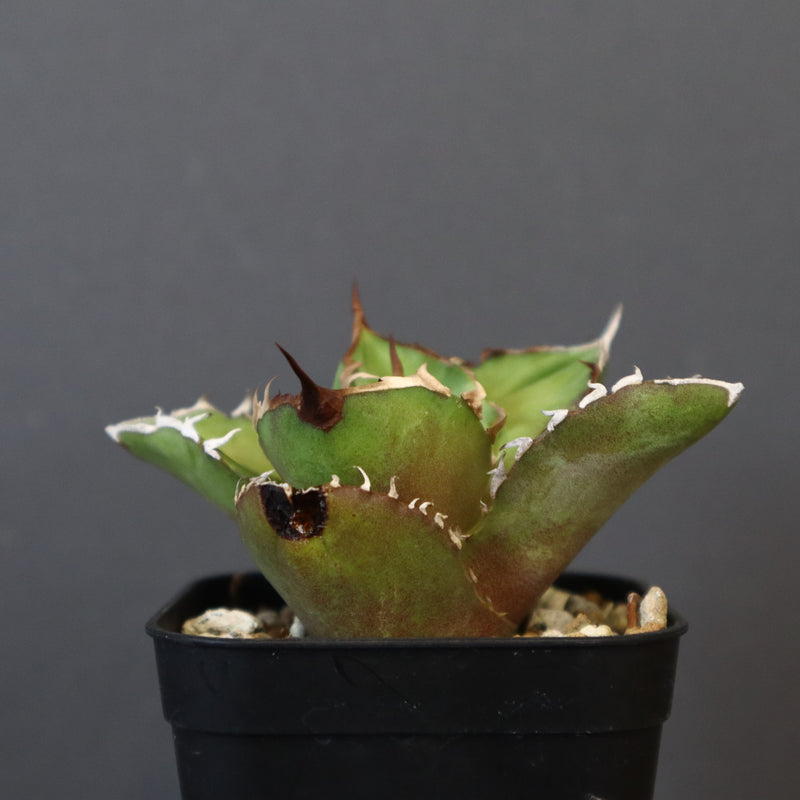 【DRAGON AGAVE】アガベ 白犀牛  EC17