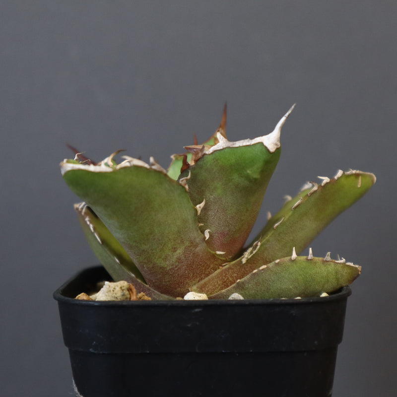 【DRAGON AGAVE】アガベ 白犀牛  EC17