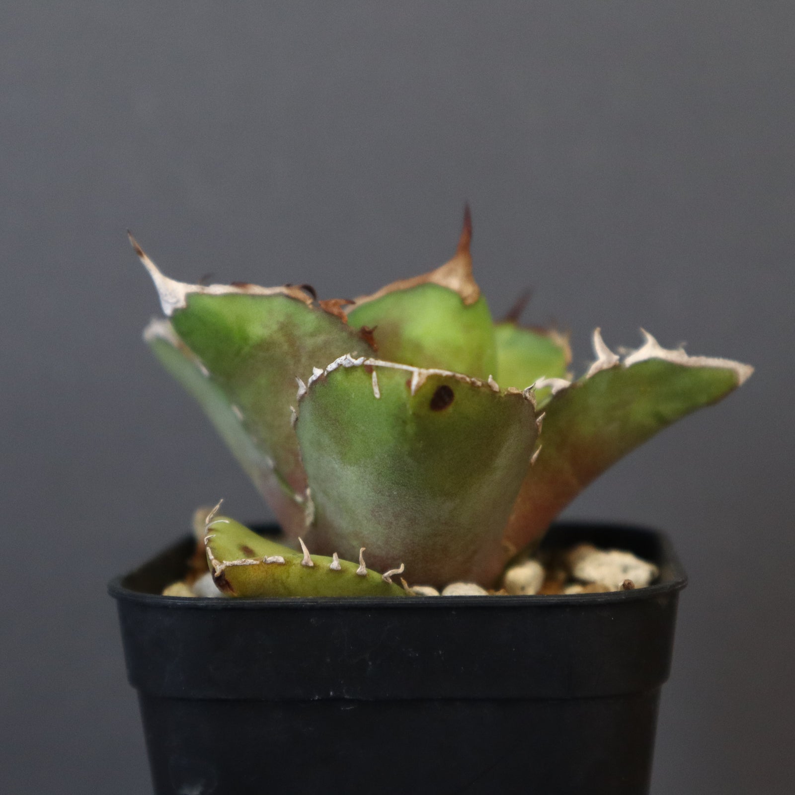 DRAGON AGAVE】アガベ 白犀牛 EC17 – TaiShoDo ONLINE SHOP