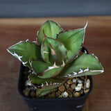 【DRAGON AGAVE】アガベ 白犀牛  EC17