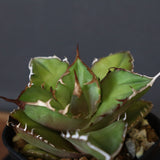 【DRAGON AGAVE】アガベ 白犀牛  EC17