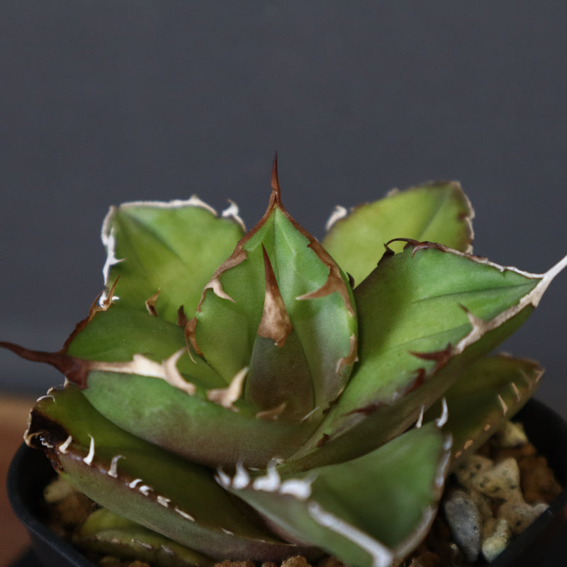 【DRAGON AGAVE】アガベ 白犀牛  EC17