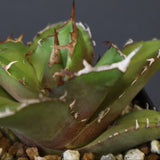【DRAGON AGAVE】アガベ 白犀牛  EC17