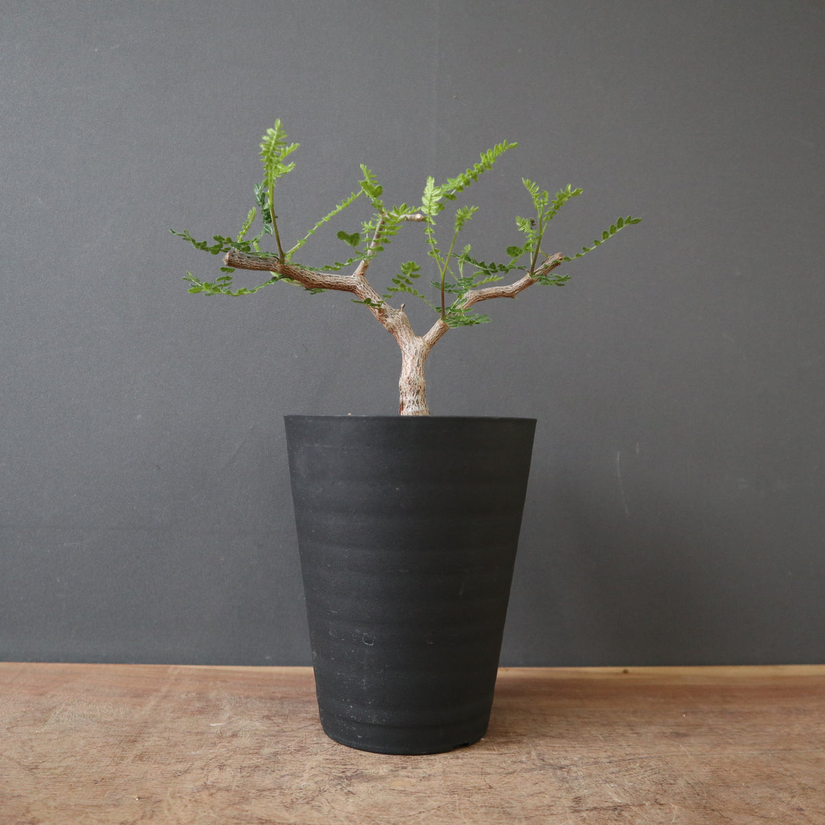 TaiShoDo ONLINE SHOP 塊根植物 多肉植物通販