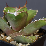 【DRAGON AGAVE】アガベ 白犀牛  EC17