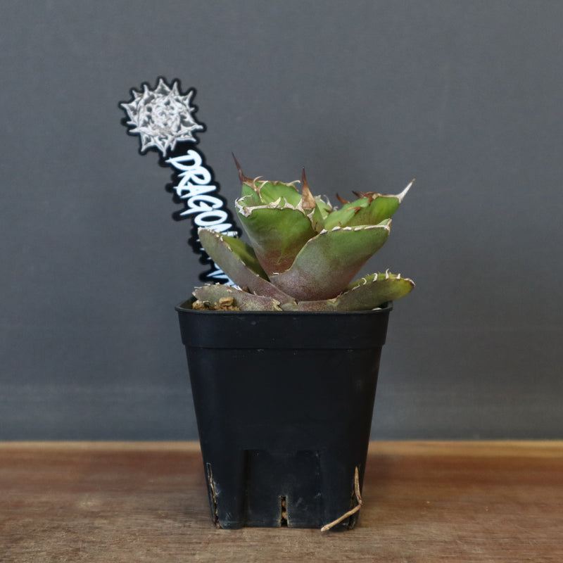 DRAGON AGAVE】アガベ 白犀牛 EC1 – TaiShoDo ONLINE SHOP