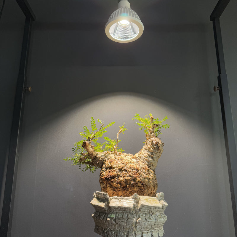 【BARREL】NEO TSUKUYOMI 20W　植物育成LED  NEOTSUKUYOMI-20W