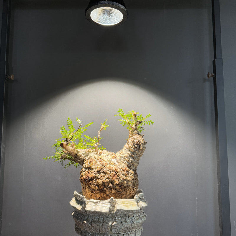 【BARREL】NEO TSUKUYOMI 20W 植物育成LED