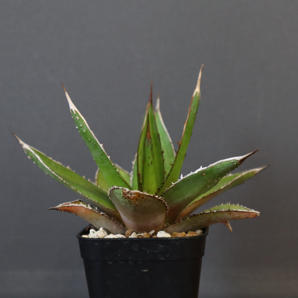 【DRAGON AGAVE】アガベ  緑牛 EC6
