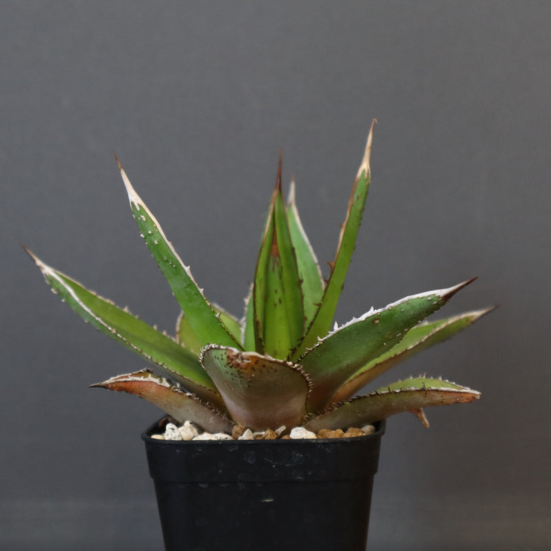 【DRAGON AGAVE】アガベ  緑牛 EC6