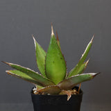 【DRAGON AGAVE】アガベ  緑牛 EC6