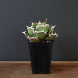 【DRAGON AGAVE】アガベ 烈焔 EC429