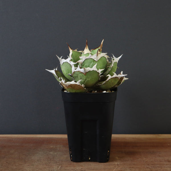 【DRAGON AGAVE】アガベ 烈焔 EC429