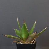 【DRAGON AGAVE】アガベ  緑牛 EC6