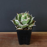 【DRAGON AGAVE】アガベ 烈焔 EC429