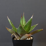 【DRAGON AGAVE】アガベ  緑牛 EC6