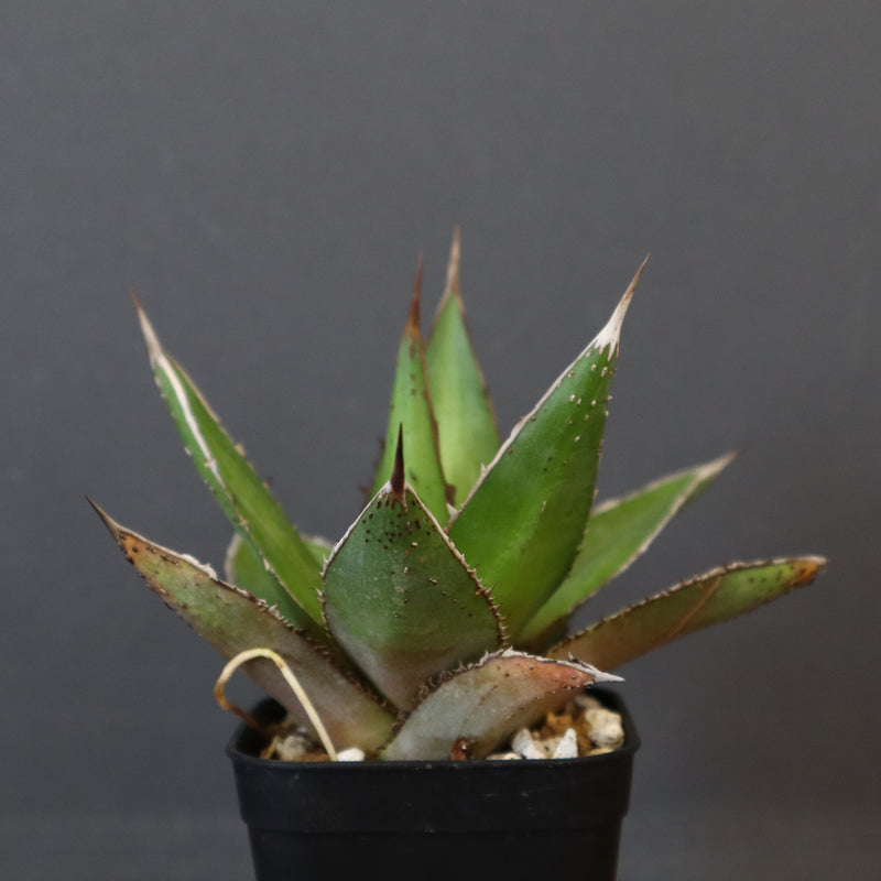 【DRAGON AGAVE】アガベ  緑牛 EC6