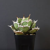 【DRAGON AGAVE】アガベ 烈焔 EC429