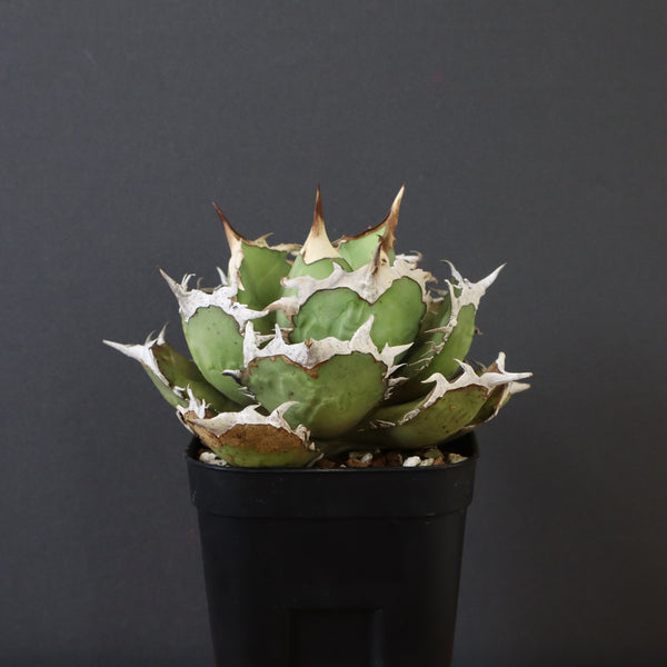 【DRAGON AGAVE】アガベ 烈焔 EC429