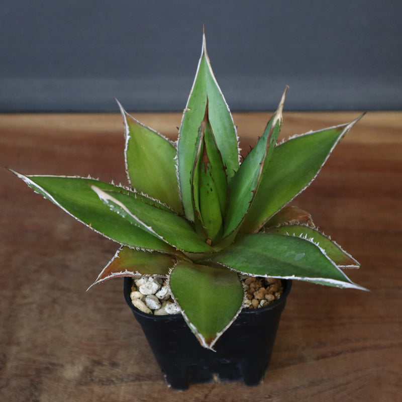 【DRAGON AGAVE】アガベ  緑牛 EC6