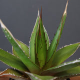 【DRAGON AGAVE】アガベ  緑牛 EC6